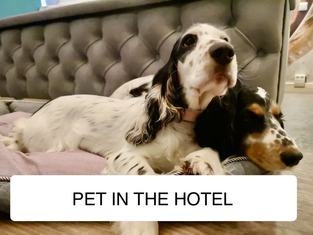 Pet allowed in hotel SchwarzerBock