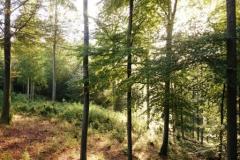 Pfaelzer-Wald-Rodschneis-Schwarzsohl-DSC_2326