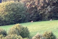 Jagd-Pirsch-Schwarzer-Bock-2-web