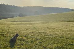 Jagd-Pirsch-Schwarzer-Bock-7-web